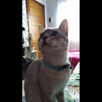 Gato Bobi desapareceu no bairro Cascavel Velho