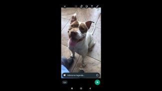 Cachorra Pandora desapareceu no bairro 14 de Novembro