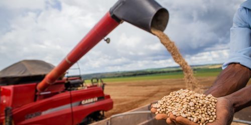 Imagem referente a Conab: produção de grãos deve atingir 312 milhões de toneladas