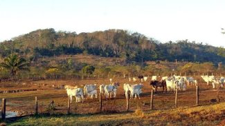 Pecuária é principal vetor de derrubada de vegetação na América do Sul