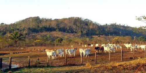 Imagem referente a Pecuária é principal vetor de derrubada de vegetação na América do Sul