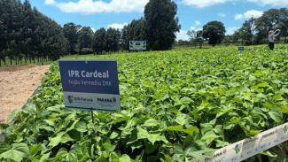 IDR-Paraná apresenta a produtores e técnicos sua 41ª cultivar de feijão, a IPR Cardeal