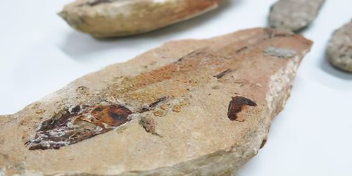 Imagem referente a Fósseis repatriados da França vão para museu no Ceará