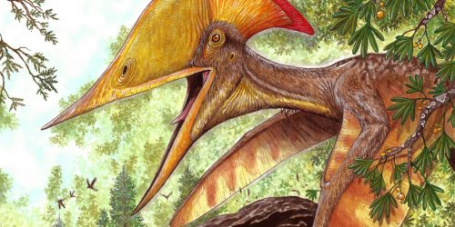 Imagem referente a Pesquisadores brasileiros e chineses anunciam espécie de pterossauro