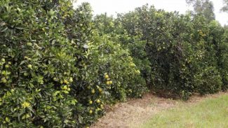 Paraná decreta emergência fitossanitária para combater doença dos citros