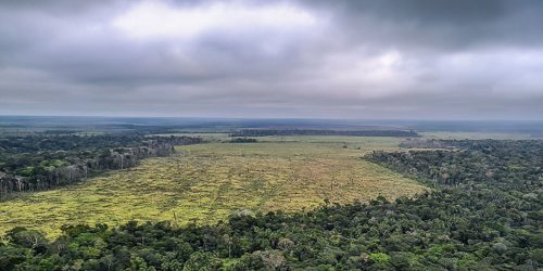 Imagem referente a Desmatamento na Amazônia registra maior queda do ano em novembro