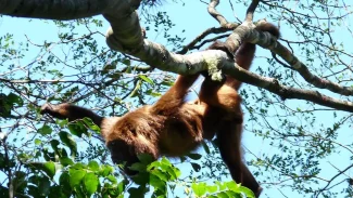 Mais sete macacos bugios são soltos no Parque Nacional da Tijuca 