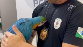 PCPR prende homem acusado por tráfico de animais silvestres e resgata arara