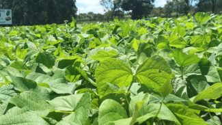 IDR-Paraná levará cultivares de feijão e soja para o Show Rural 2024
