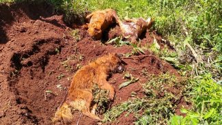 Homem que matou e enterrou três cachorros em Rio do Salto é detido pela Patrulha Ambiental da GM