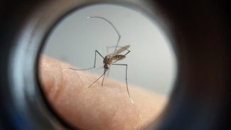 Paraná manda ofício ao Ministério da Saúde solicitando mais vacinas contra a dengue
