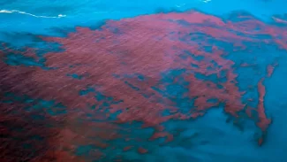 Alagoas e PE têm mais de 400 casos de intoxicação da maré vermelha