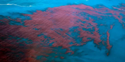 Imagem referente a Alagoas e PE têm mais de 400 casos de intoxicação da maré vermelha