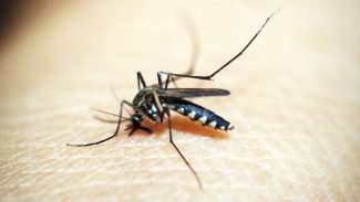 Com 28,8 mil casos, SP lança plataforma sobre situação da dengue