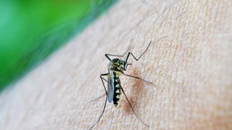 Guarulhos tem primeiro caso de morte por dengue em 2024