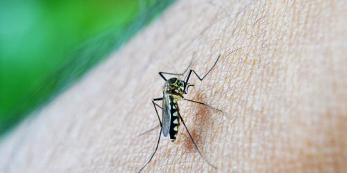 Imagem referente a Guarulhos tem primeiro caso de morte por dengue em 2024