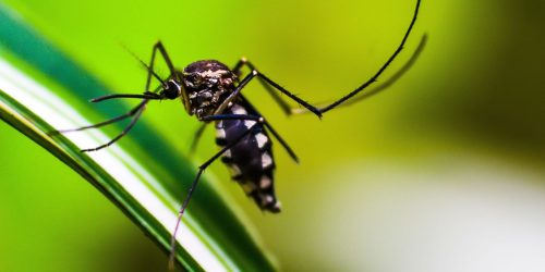 Imagem referente a Mudanças climáticas podem ampliar infestação de mosquito Aedes no Rio