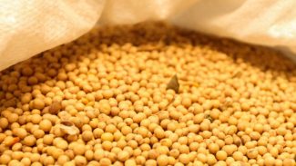 Colheita atípica de soja em janeiro levou a aumento de 282% nas exportações do Paraná