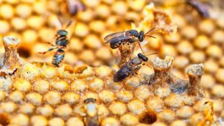 Produtores do Litoral formam associação para incentivar criação de abelhas sem ferrão