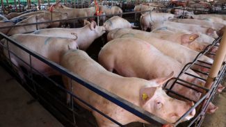 Paraná liderou a importação de suínos de alta genética em 2023, aponta boletim