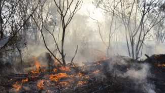 Roraima tem 22% dos focos de queimada de todo o país