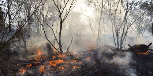 Imagem referente a Roraima tem 22% dos focos de queimada de todo o país