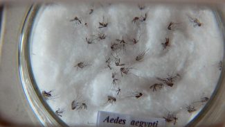 Pesquisa detecta vírus zika e chikungunya em ovos de mosquitos Aedes