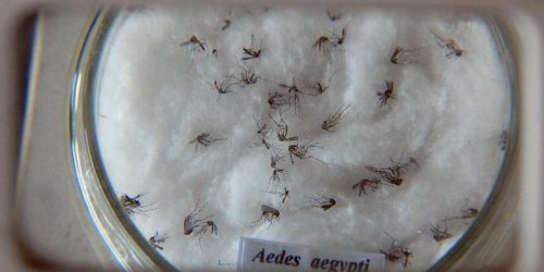 Imagem referente a Pesquisa detecta vírus zika e chikungunya em ovos de mosquitos Aedes