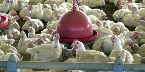 Imagem referente a China extingue sobretaxa para carne de frango brasileira