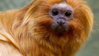 PF faz operação contra caça de mico-leão-dourado no RJ