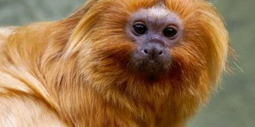 PF faz operação contra caça de mico-leão-dourado no RJ