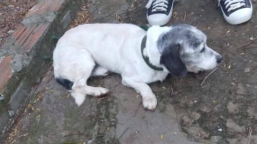 Cachorro é encontrado no bairro Vila Tolentino