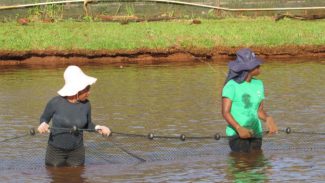 Pesquisa genética de tilápias da UEM avança com estudo de pesquisadoras moçambicanas