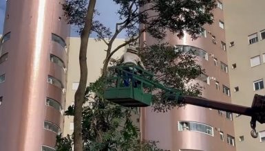 Imagem referente a Defesa Civil em ação: Resgate de enxame de abelhas em árvore a cinco metros de altura