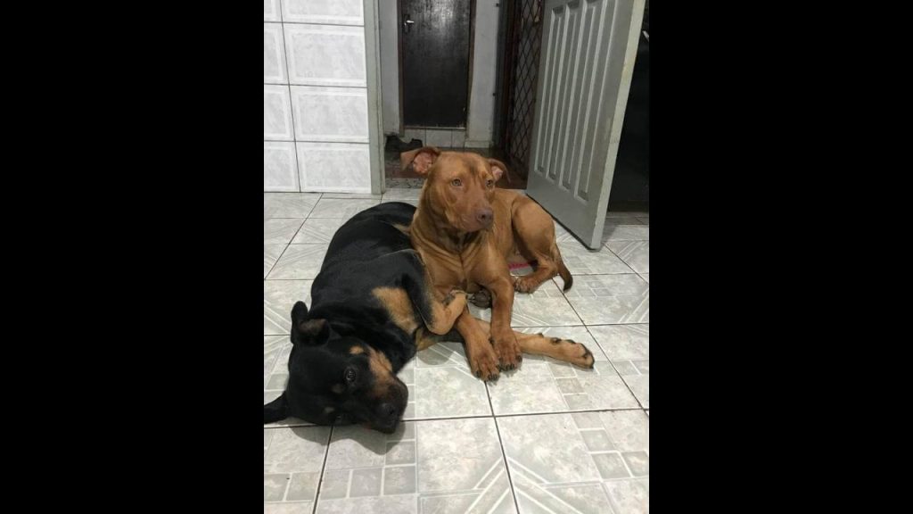 Cachorro é encontrado no bairro Guarujá