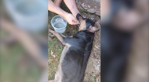 Imagem referente a Revoltante: Imagens mostram cachorra ‘agonizando’ em caso de maus-tratos em Cascavel