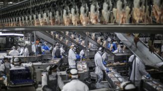 Com números recordes, Paraná lidera aumento da produção de frangos, suínos e ovos em 2023
