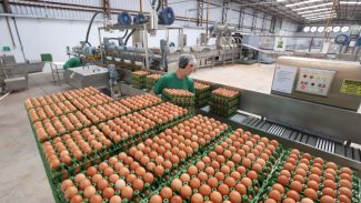 Paraná amplia participação na produção nacional de frangos, leite, ovos e suínos