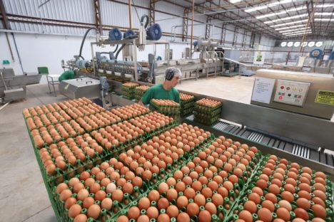 Imagem referente a Paraná amplia participação na produção nacional de frangos, leite, ovos e suínos