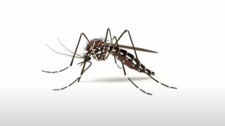 Para reforçar ações de sábado, Estado lança campanha contra a dengue com inteligência artificial
