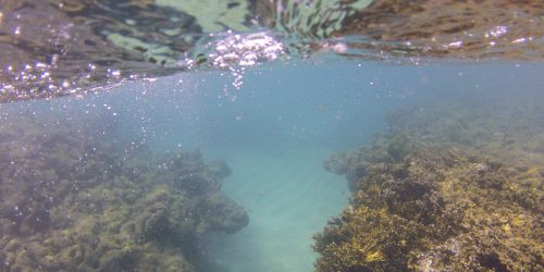 Imagem referente a Branqueamento de corais avança no Nordeste, mostra pesquisa