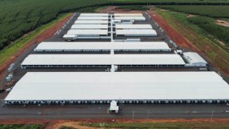 Maior núcleo genético de suínos da América, granja de Paranavaí inicia comercialização em abril