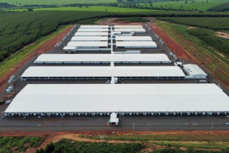 Imagem referente a Maior núcleo genético de suínos da América, granja de Paranavaí inicia comercialização em abril