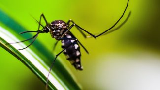 Cientistas desenvolvem armadilha para combater o mosquito da dengue
