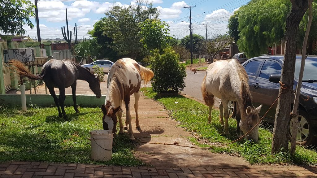 Cavalos soltos na rua preocupam moradores do bairro Periolo