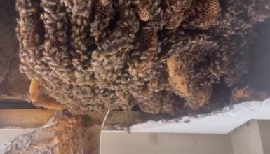 Imagem referente a Após 5 anos “escondida”, colmeia de abelha é removida pela Defesa Civil