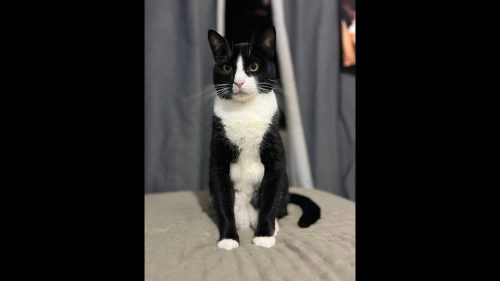 Gato Bebeto desapareceu no bairro Pioneiros Catarinenses