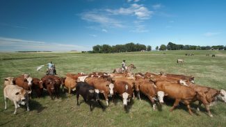 Subsídios da UE favorecem pecuária em detrimento da agricultura