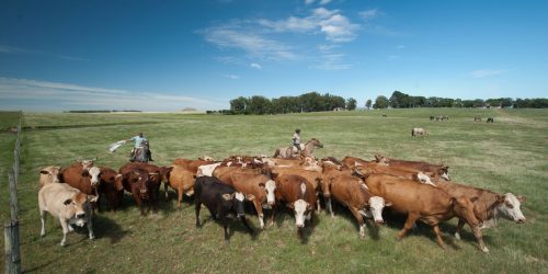 Subsídios da UE favorecem pecuária em detrimento da agricultura