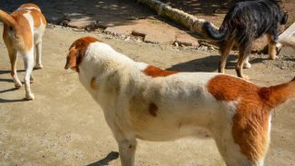Nova fase do CastraPet vai atender mais de 30 mil cães e gatos em 165 cidades do Paraná